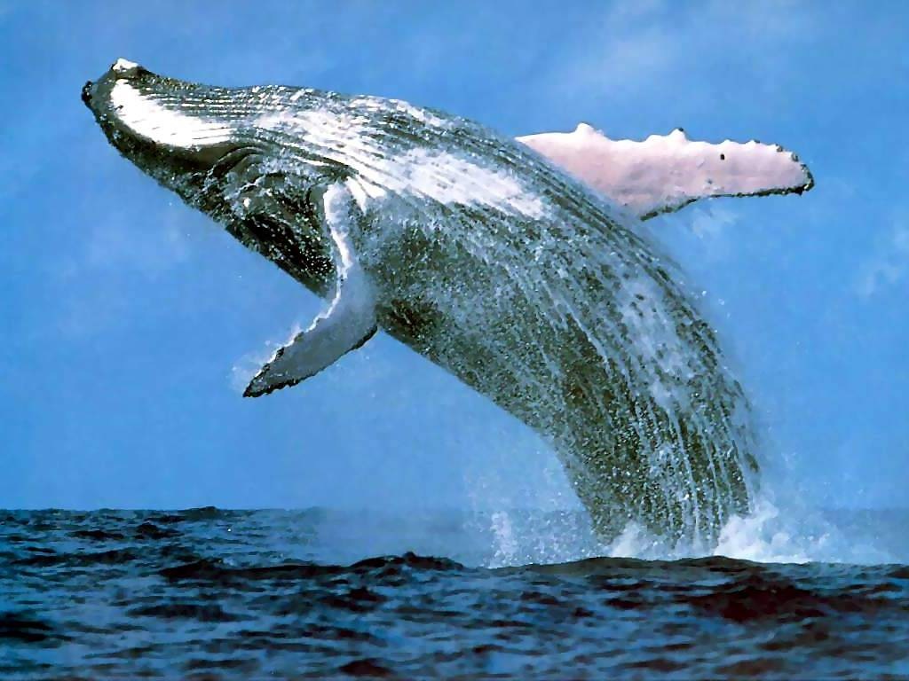 Экскурсия Горбатые киты