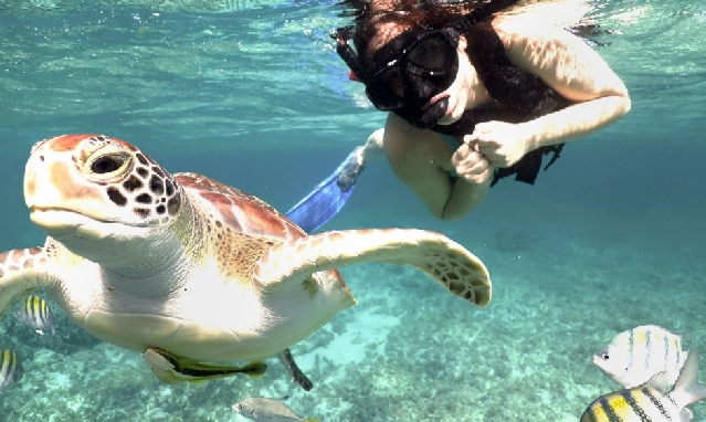 Плавание с Черепахами + лагуна Ял-ку