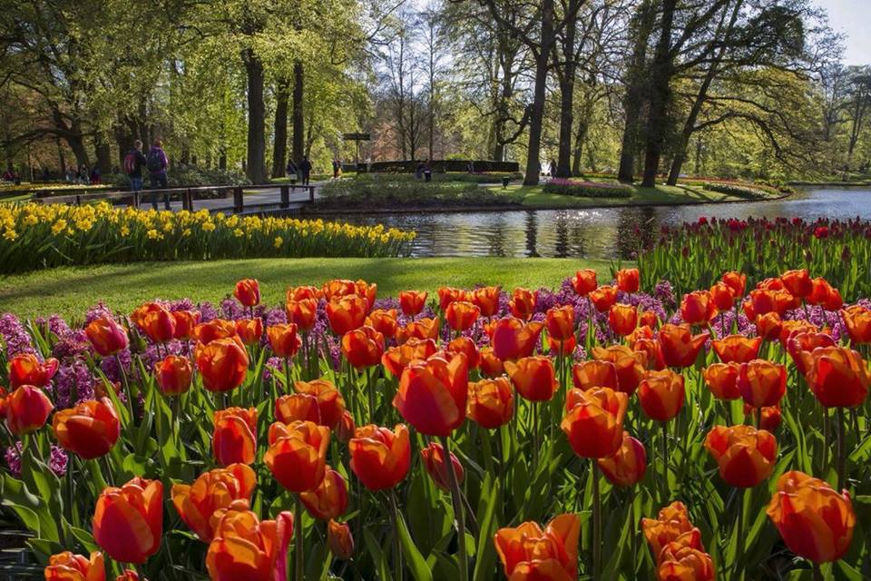 Весеннее Чудо Природы — лучший парк цветов Европы — Кёкенхоф!