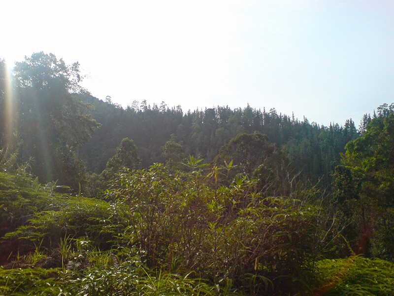 Sinharaja тропических лесов и УДА WALAWA национальный парк, Южное побережье.