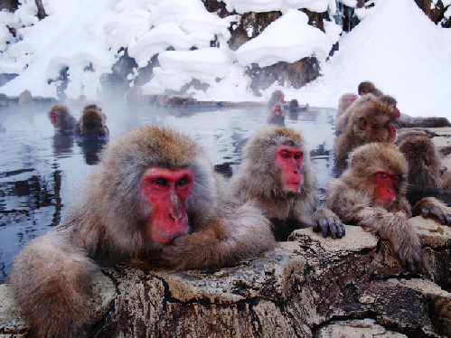 Парк снежных обезьян в Нагано (English Guide)