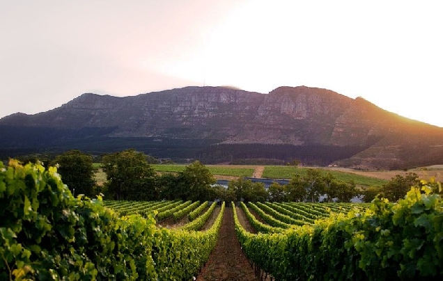Экскурсии на лучшие винные фермы ЮАР в Стелленбош, Франчхук и всемирно известные вина Констанции.