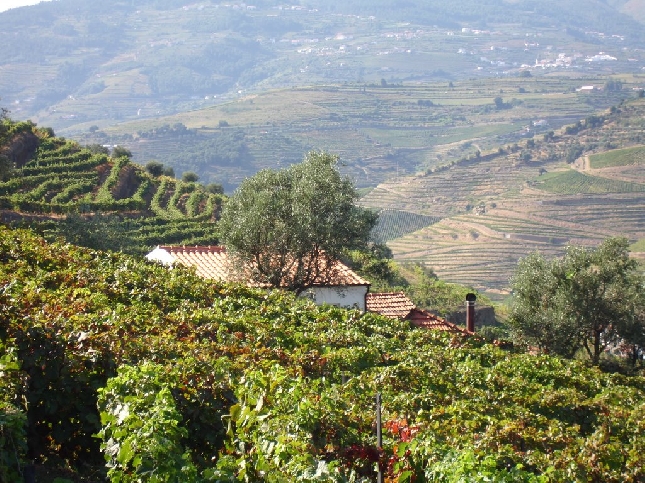 Алту-Дору-виноградная сокровищница страны