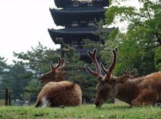 Экскурсия в Нара