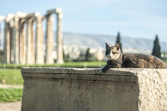 Обзорная пешая экскурсия по Афинах