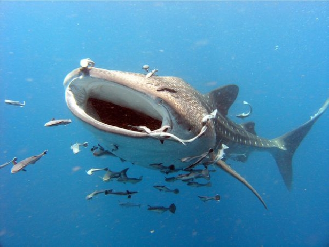 Плавание с китовыми акулами