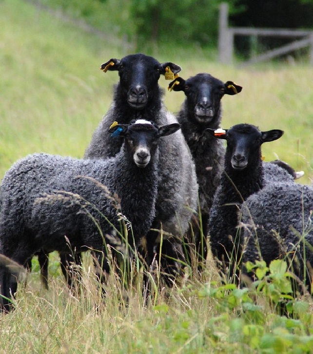 Посещение овцеводческой фермы