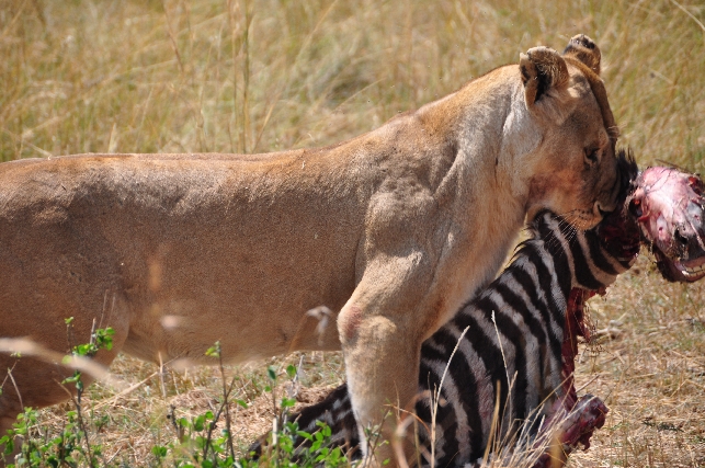 Сафари тур по паркам Кении