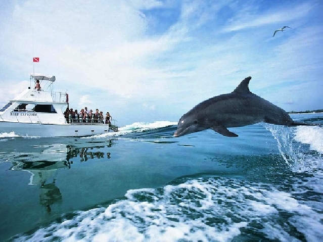 Бухта дельфинов из Хургады 16 $