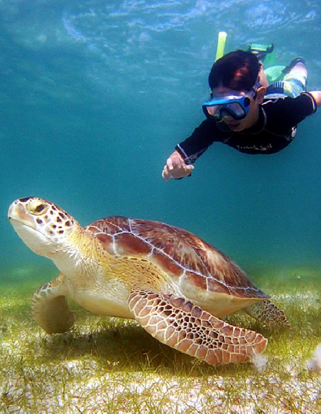Плавание с черепахами в Акумале + сеноты