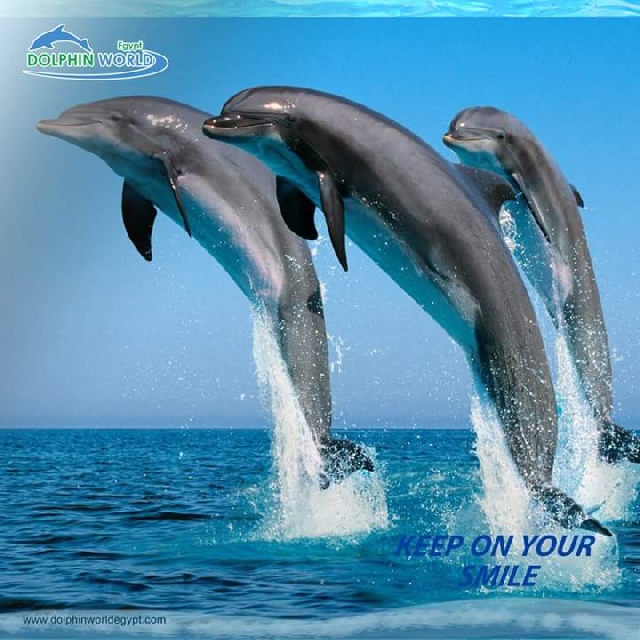 дельфинарий .Dolphin world
