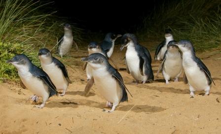 Парад Пингвинов на острова Филиппа