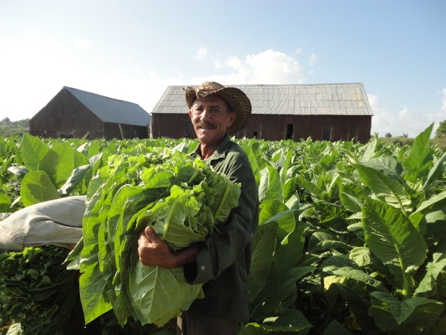 Табачный агротур на Кубе с возможностью поработать на плантации.