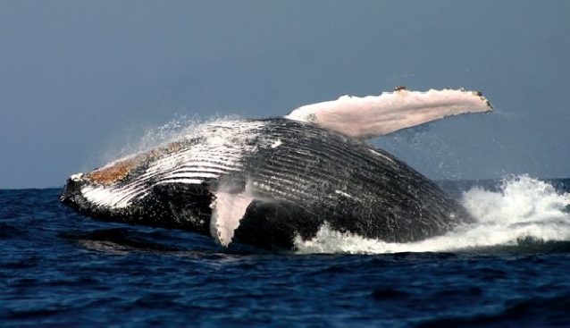 Знакомство с китами в Херманусе 