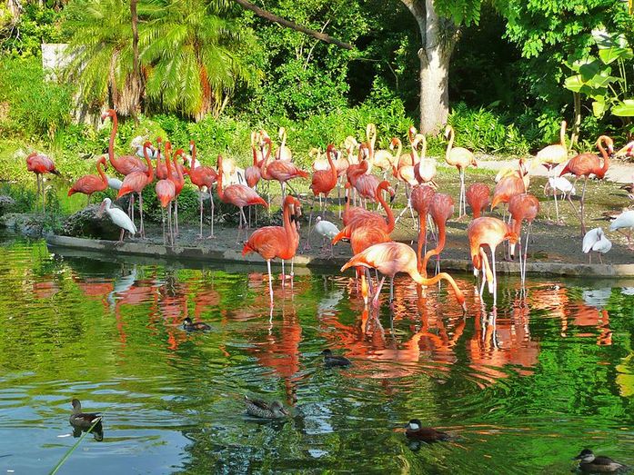 Зоопарк Майами