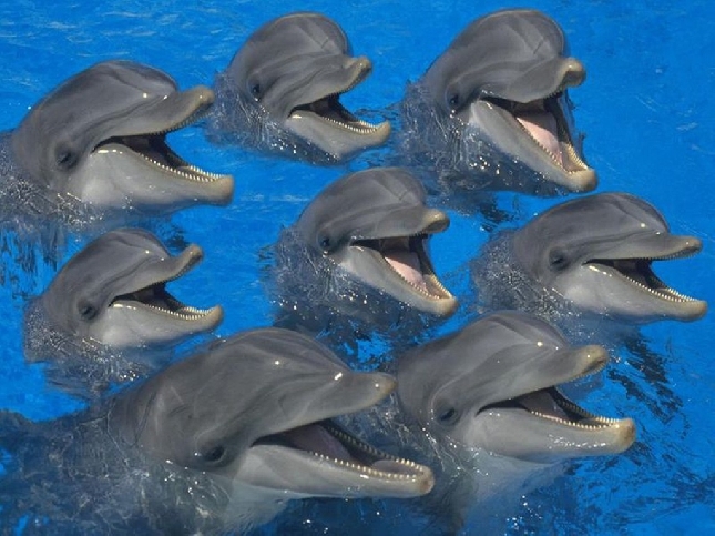 Дом дельфинов 20$