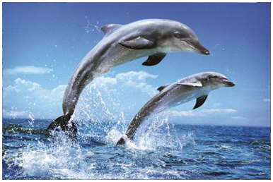  Круиз на скоростном катере к дельфинам