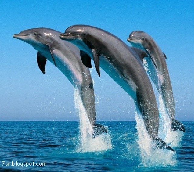 Бухта дельфинов из Хургады 20 $