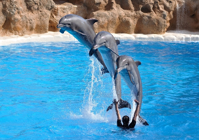 ДЕЛЬФИНАРИЙ - Знакомство с удивительными дельфинами!
