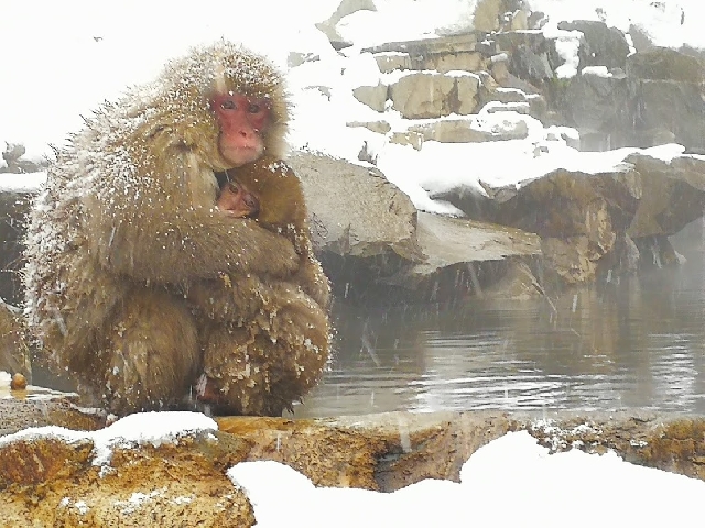 Нагано - Парк диких обезьян и горячие источеники (2 дня)