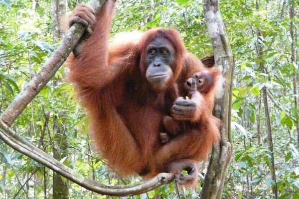 Суматра. Встреча с орангутанами