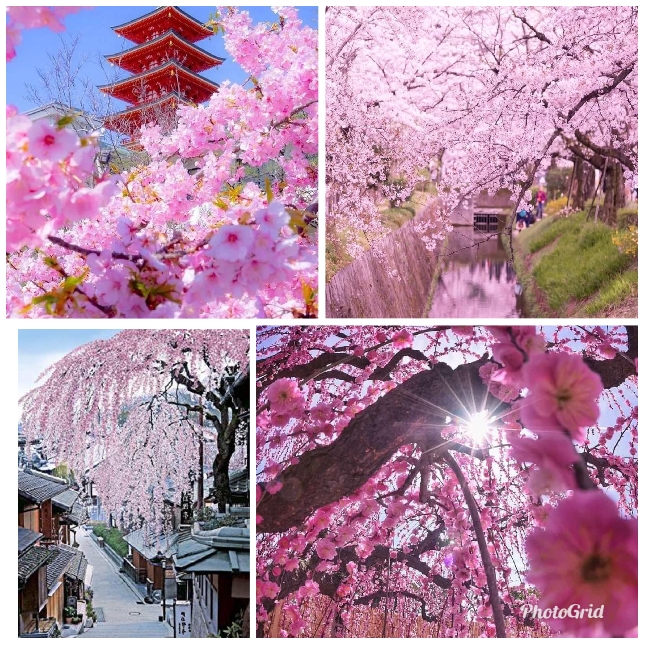 Великолепие цветущей сакуры.