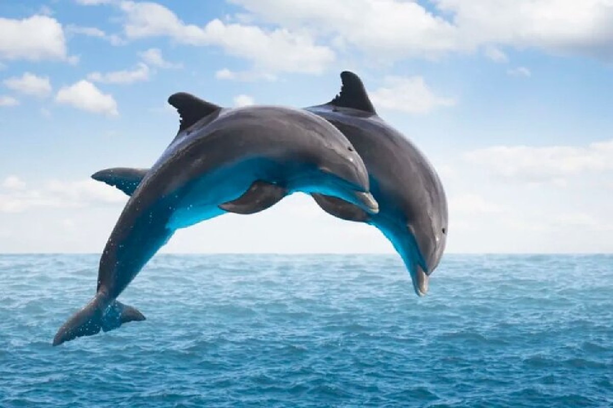 Дельфины, xрустальный камень и остров Бенитье