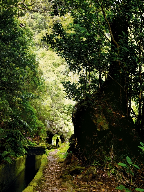 Левада на Мадейре - пешеходная прогулка по лесу