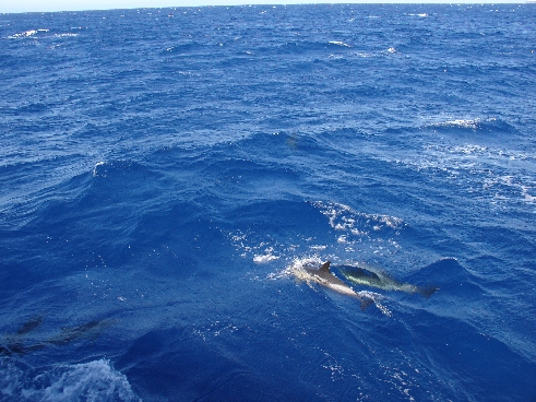 Знакомство с морской фауной на острове Мадейра