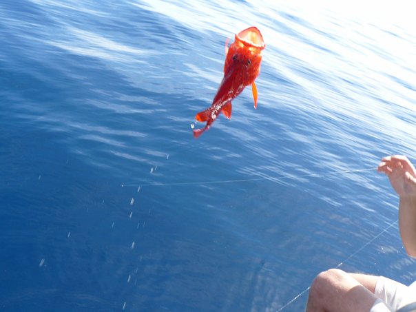 Рыбалка на Красном море