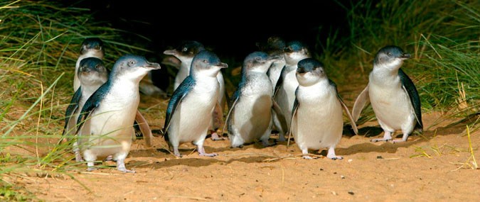 Парад Пингвинов на острове Филлипа