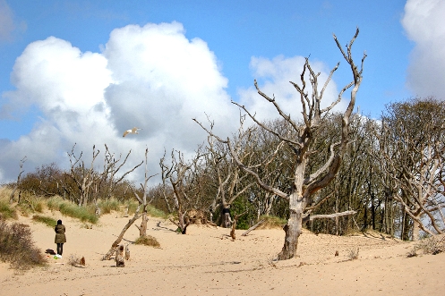 Национальный парк песчаных дюн Южный Кеннемерланд и сосновый лес Боккедорнс. Авторская велосипедная 