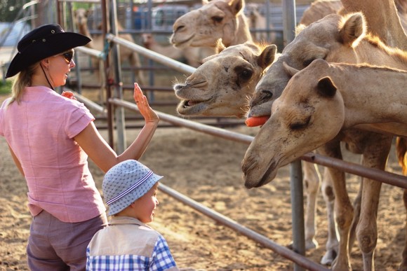  Поездка на верблюжью ферму (идеально подходит для семей с детьми).