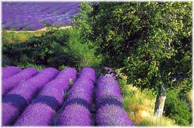 Дегустационный тур в Прованс