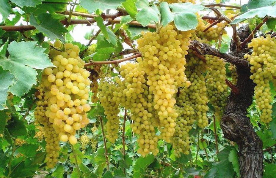 Однодневный тур в Кахети