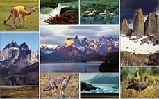 Национальный парк Торрес-дель-Пайне и Ледник Грэй в Патагонии (Torres-del-Paine & Lago Gray)
