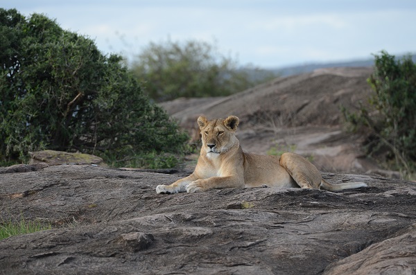 Сафари из Найроби в Момбасу