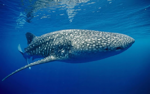 Плавание с китовыми акулами