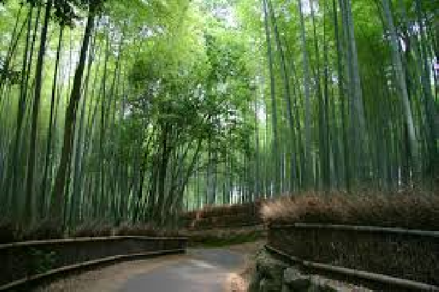 Киото - бамбуковая  роща в Аращияме  