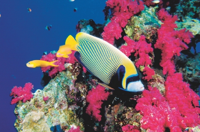 ЗАПОВЕДНИК ШАРМ ЭЛЬ НАГА 