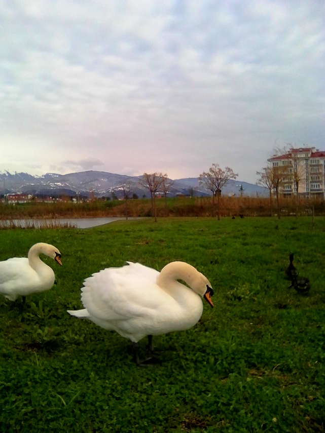 Орнитологический парк - деликатная экскурсия для умеющих не торопиться