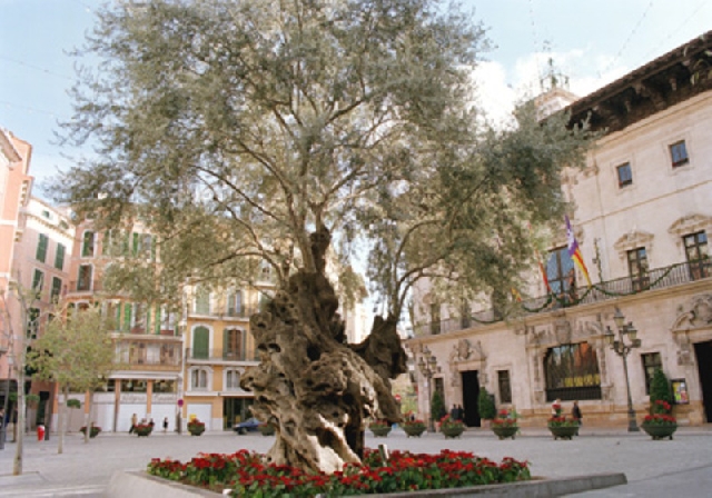 Обзорная по Пальме + Аквариум