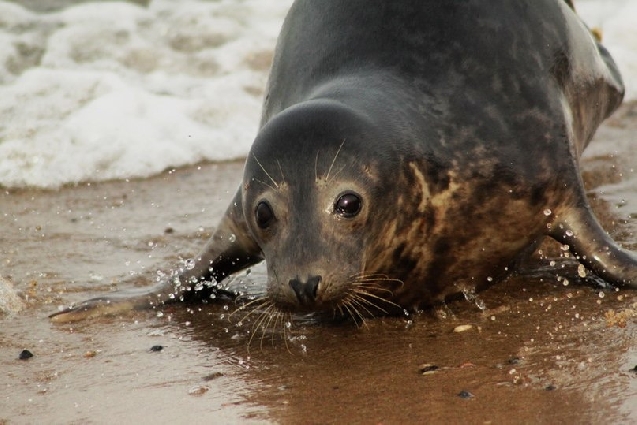 Куршская коса с пикником у озера Чайка,велосипеды,как опция