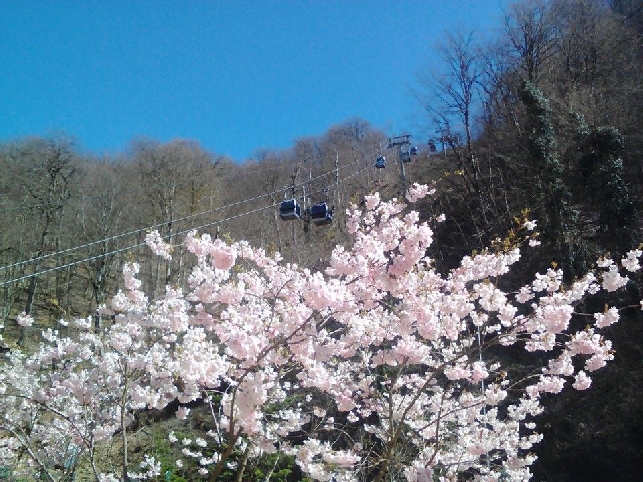 Красная Поляна, Олимпийский парк