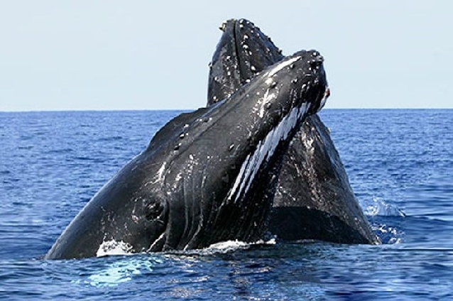 Большие горбатые киты на полуострове Самана