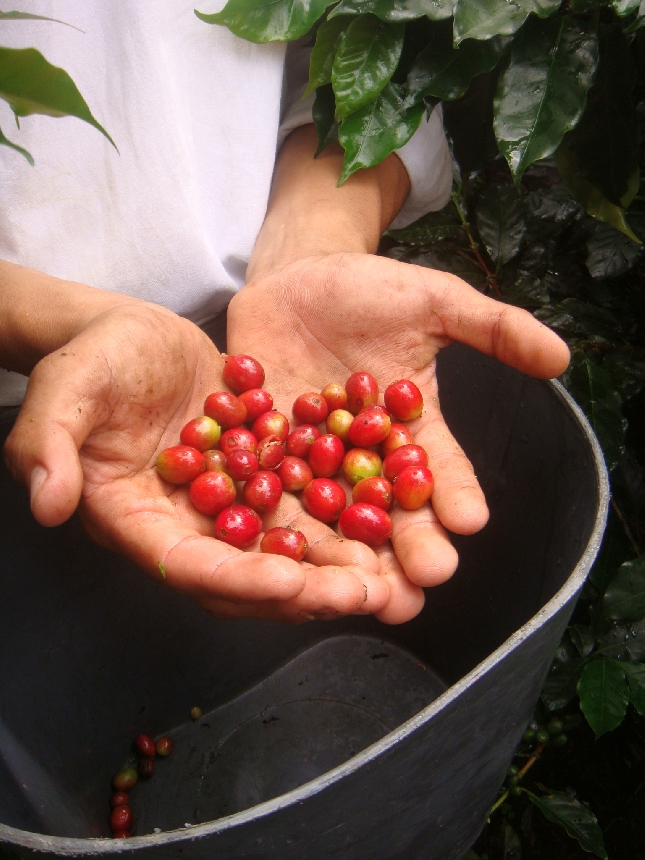 и не только кофе