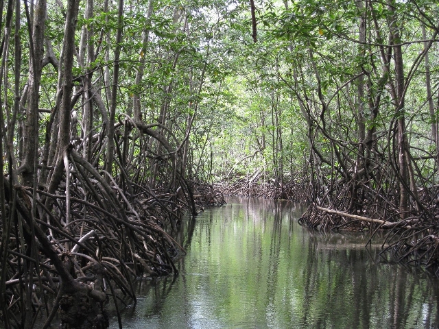 Путешествие в мангровые рощи