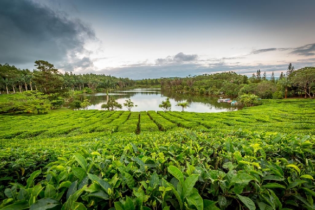 ЧАЙНАЯ ДОРОГА