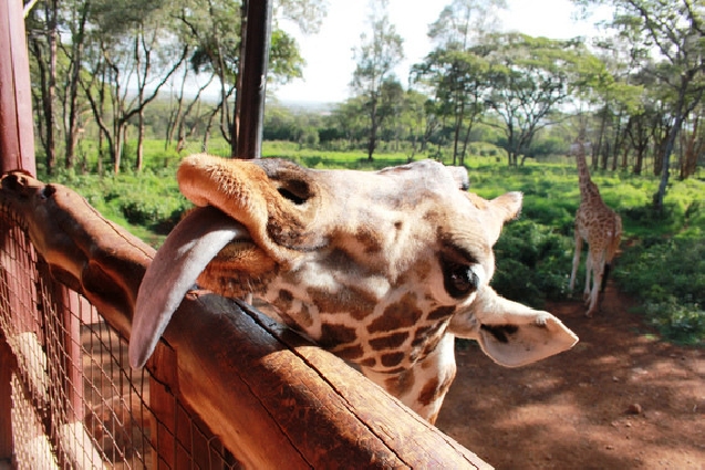 Жираф центр и приют Дэвида Шелдрика для осиротевших животных.