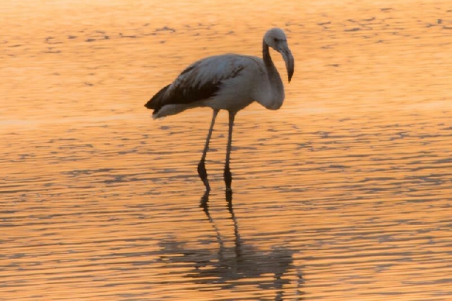 Тимна, Хай Бар
